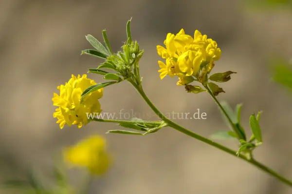 Fokus-Natur Bild