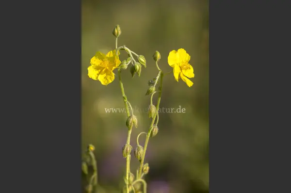 Fokus-Natur Bild