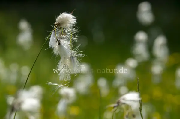 Fokus-Natur Bild