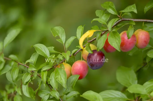 Fokus-Natur Bild