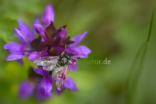 Fokus-Natur Bild