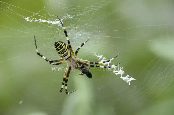 Fokus-Natur Bild