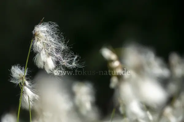 Fokus-Natur Bild