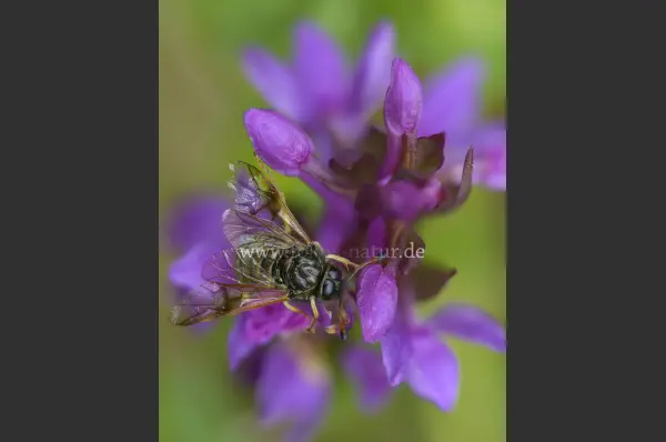 Fokus-Natur Bild