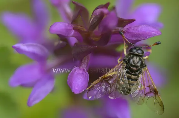 Fokus-Natur Bild