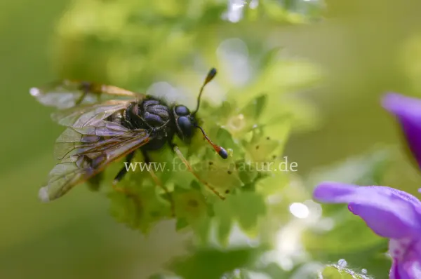 Fokus-Natur Bild