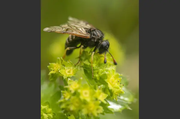 Fokus-Natur Bild
