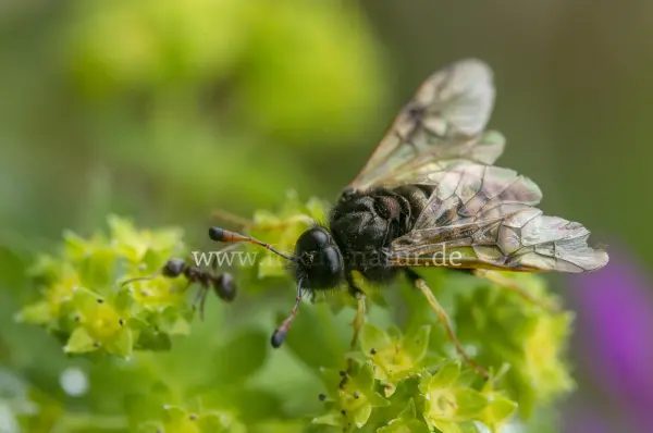 Fokus-Natur Bild