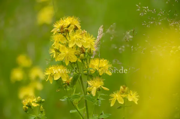 Fokus-Natur Bild