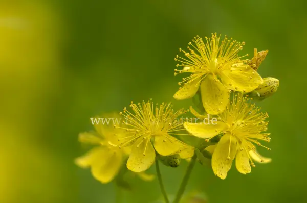 Fokus-Natur Bild