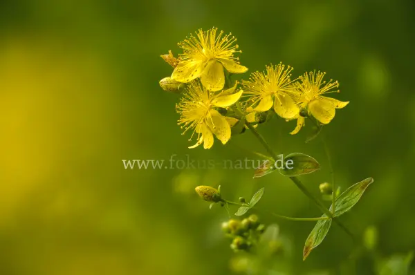 Fokus-Natur Bild
