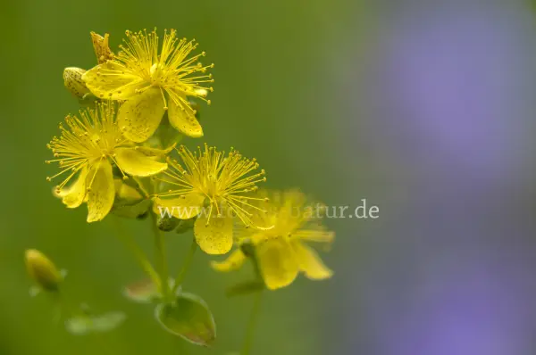 Fokus-Natur Bild