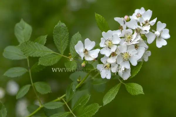 Fokus-Natur Bild