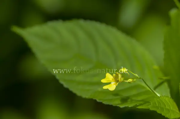 Fokus-Natur Bild