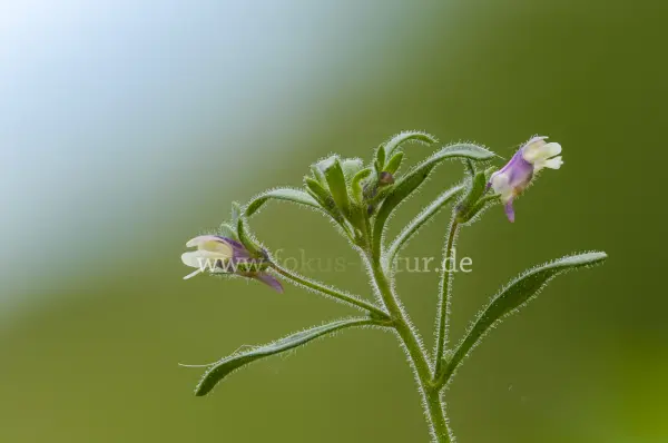 Fokus-Natur Bild