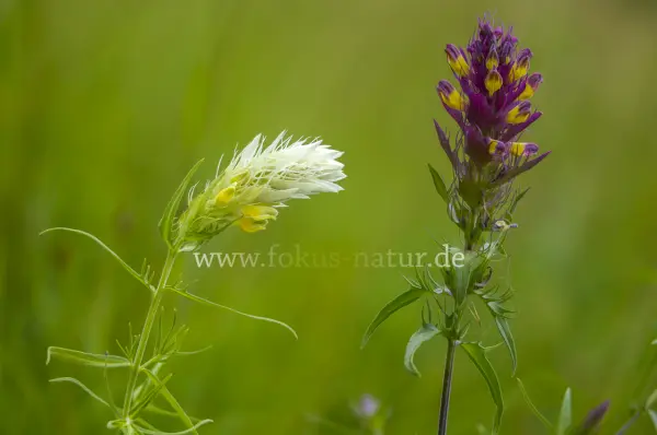 Fokus-Natur Bild