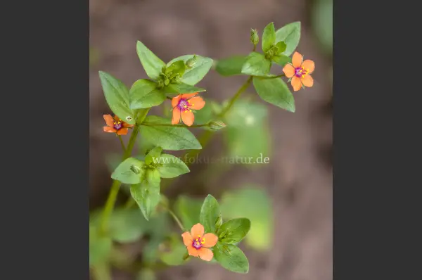 Fokus-Natur Bild