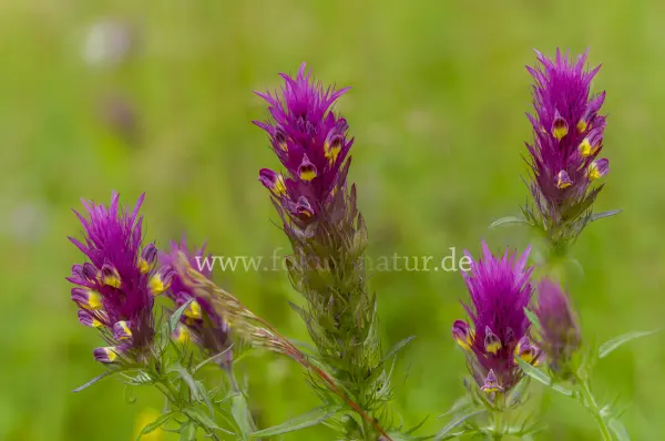 Fokus-Natur Bild