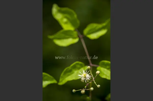 Fokus-Natur Bild