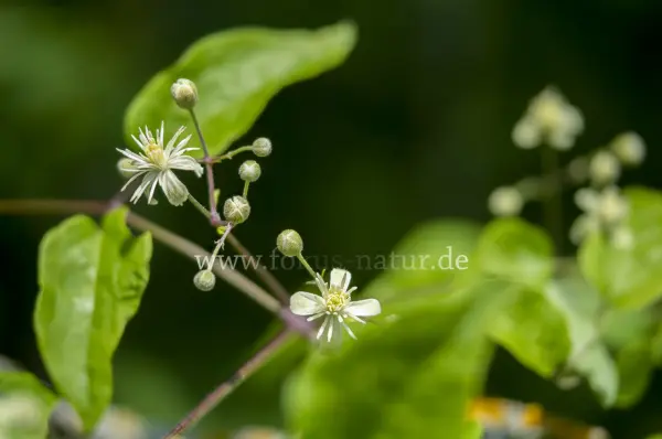 Fokus-Natur Bild