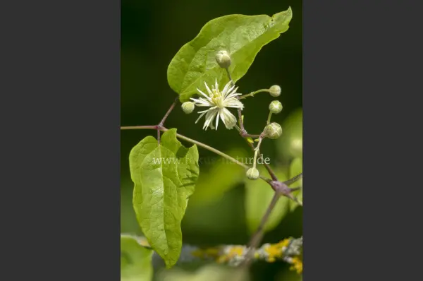Fokus-Natur Bild