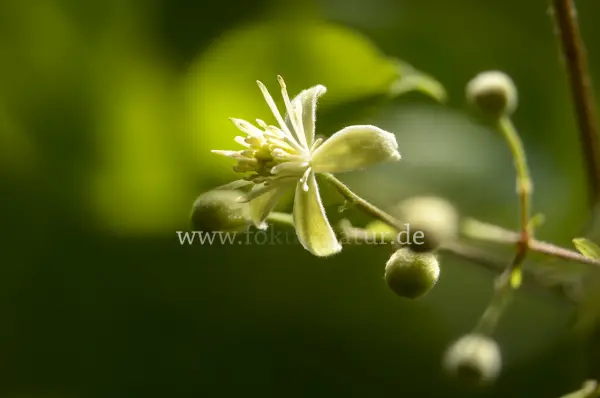 Fokus-Natur Bild