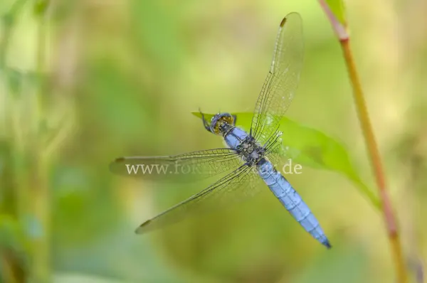 Fokus-Natur Bild