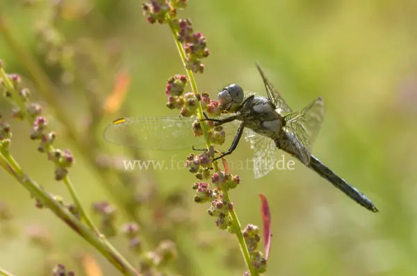 Fokus-Natur Bild