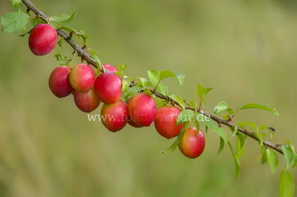 Fokus-Natur Bild
