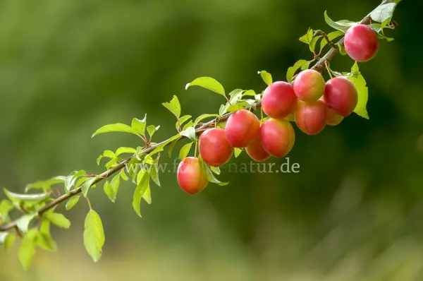 Fokus-Natur Bild