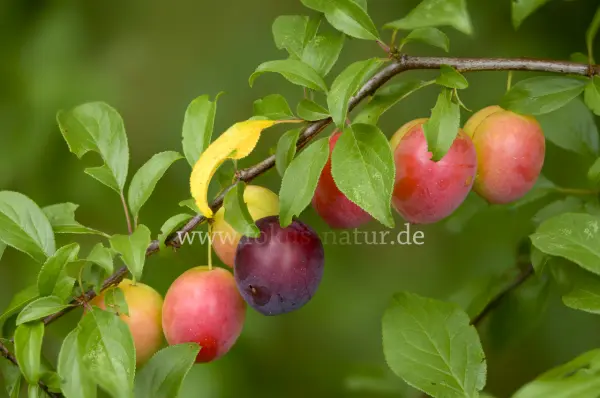 Fokus-Natur Bild