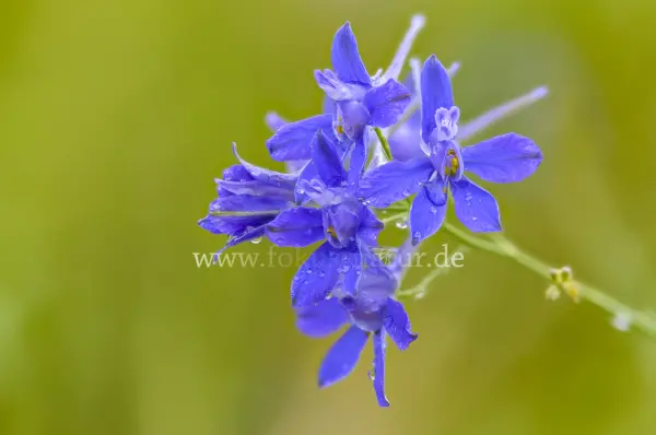 Fokus-Natur Bild