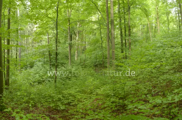 Fokus-Natur Bild