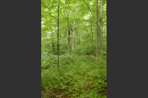 Fokus-Natur Bild