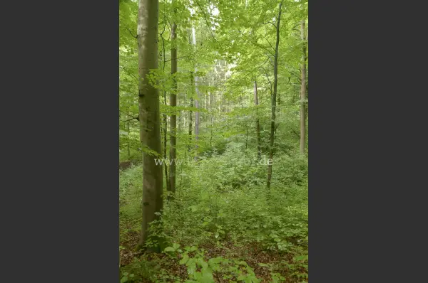 Fokus-Natur Bild