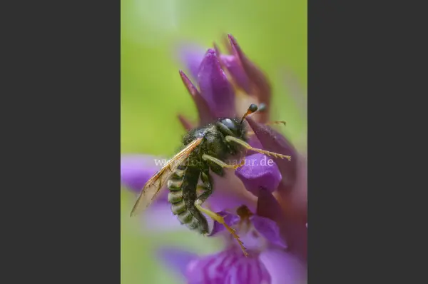 Fokus-Natur Bild