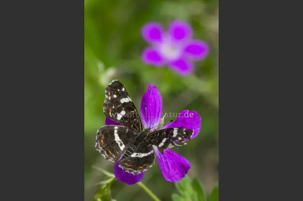 Fokus-Natur Bild