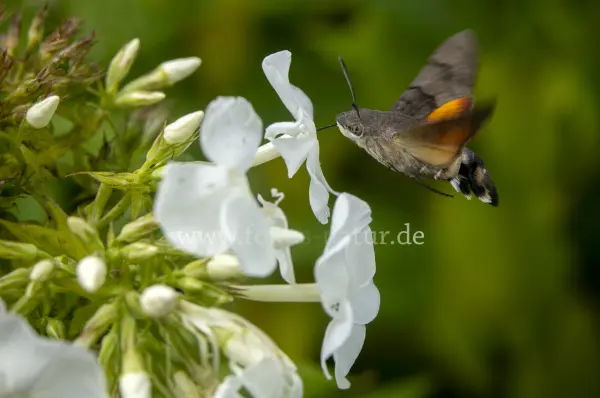 Fokus-Natur Bild