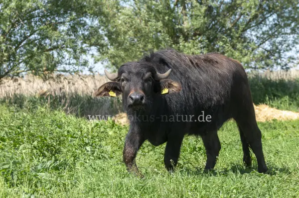 Fokus-Natur Bild