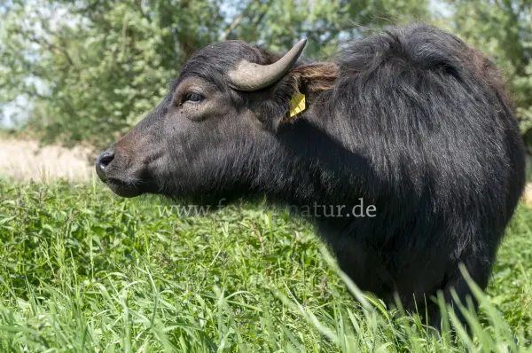 Fokus-Natur Bild