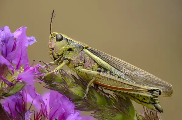 Fokus-Natur Bild