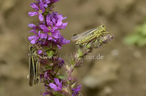 Fokus-Natur Bild