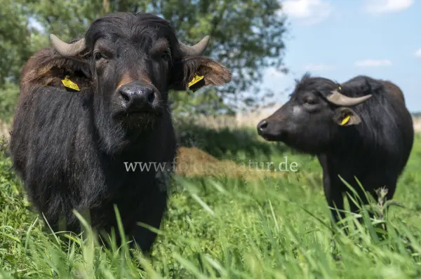Fokus-Natur Bild