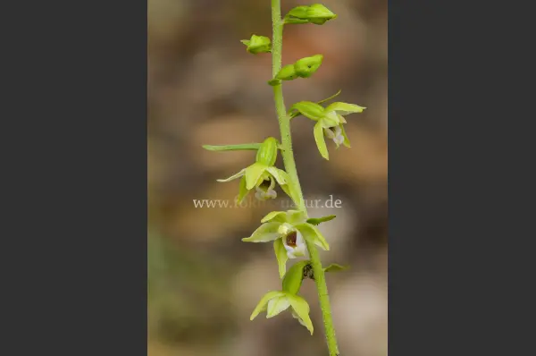 Fokus-Natur Bild