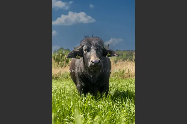 Fokus-Natur Bild