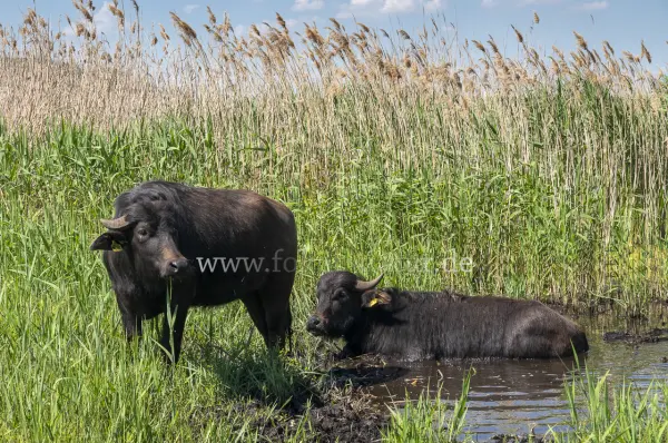 Fokus-Natur Bild