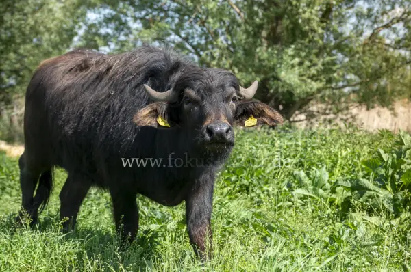 Fokus-Natur Bild