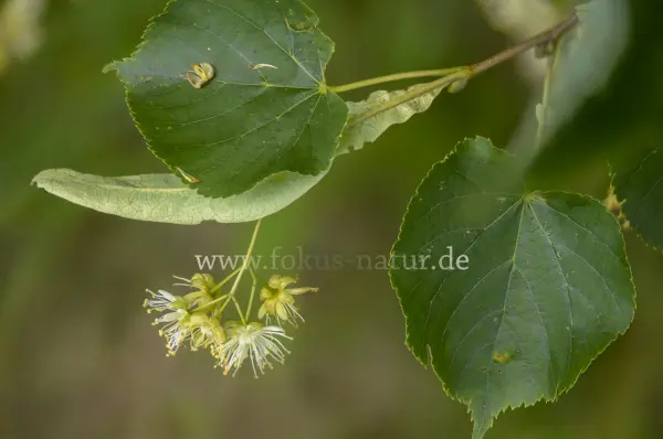 Fokus-Natur Bild