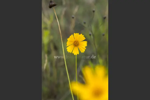 Fokus-Natur Bild