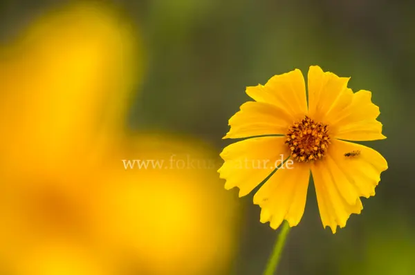 Fokus-Natur Bild